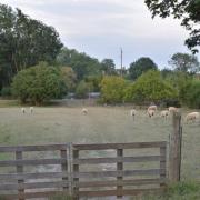 Les moutons de la ferme du Bout du Haut