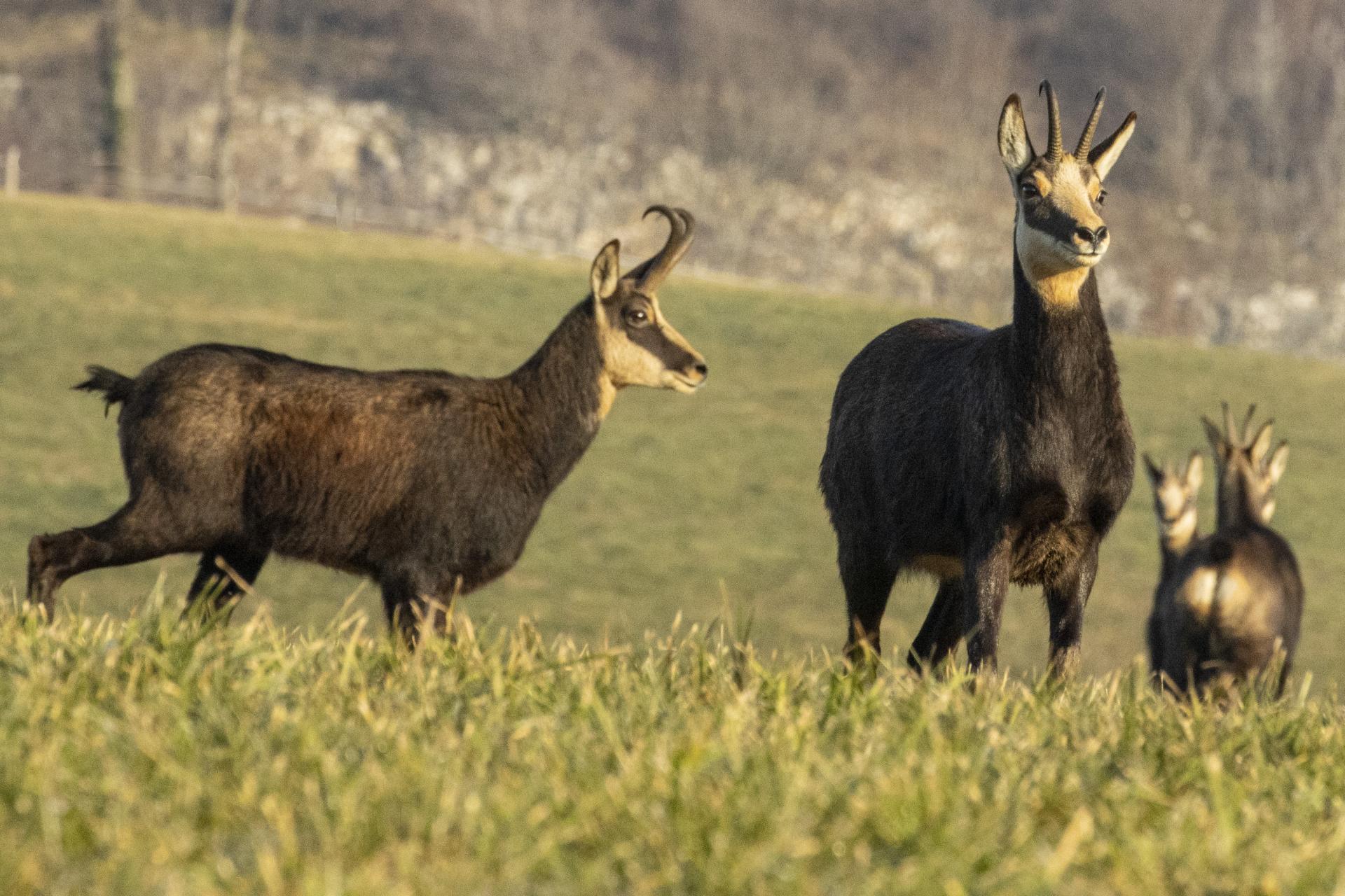 Les chamois