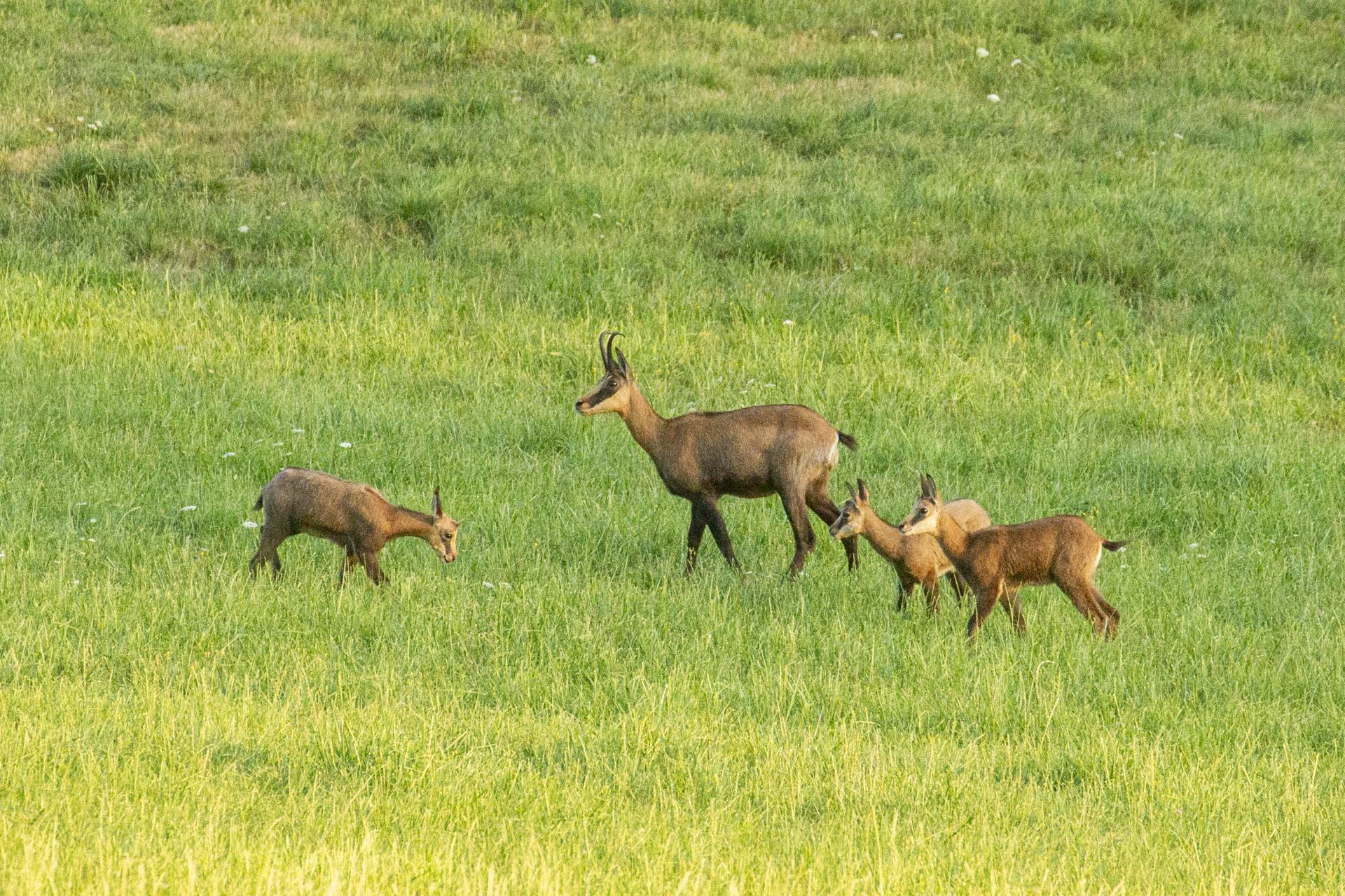 Le chamois