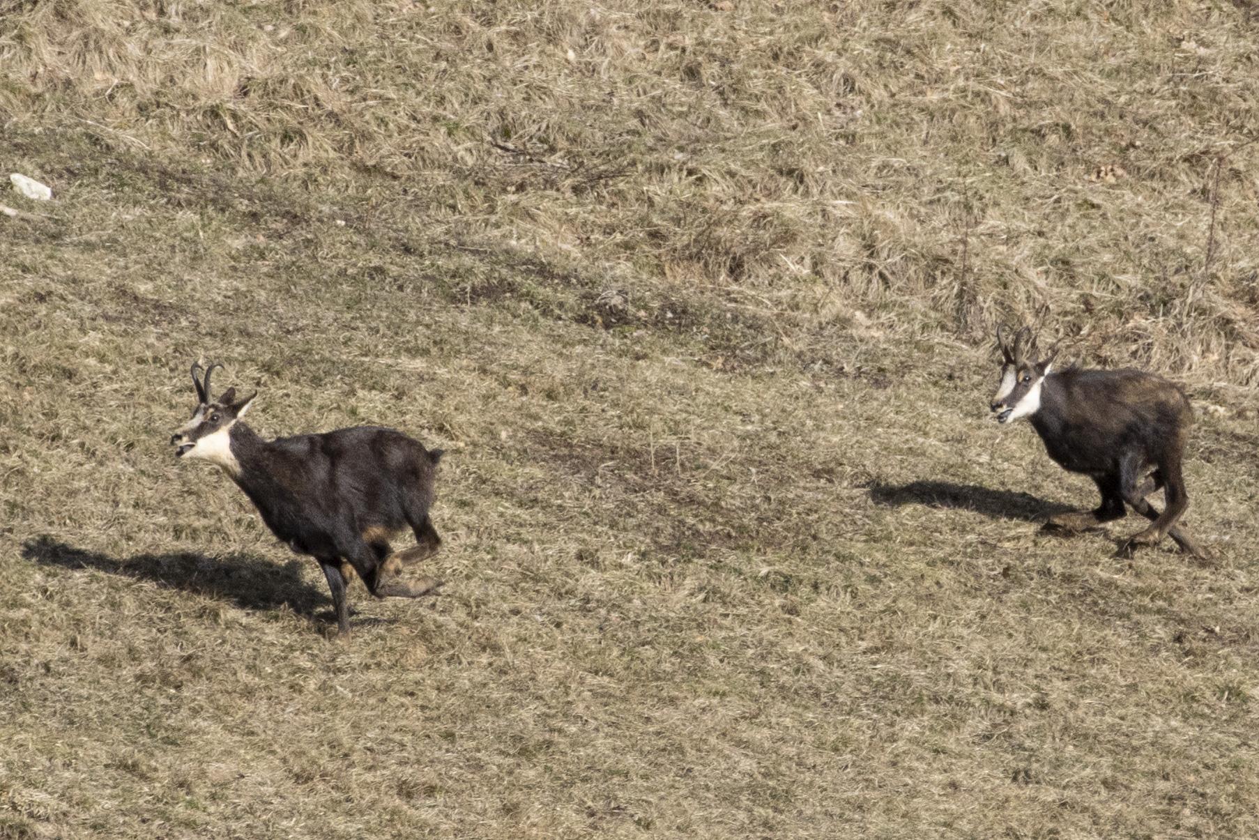 Le chamois