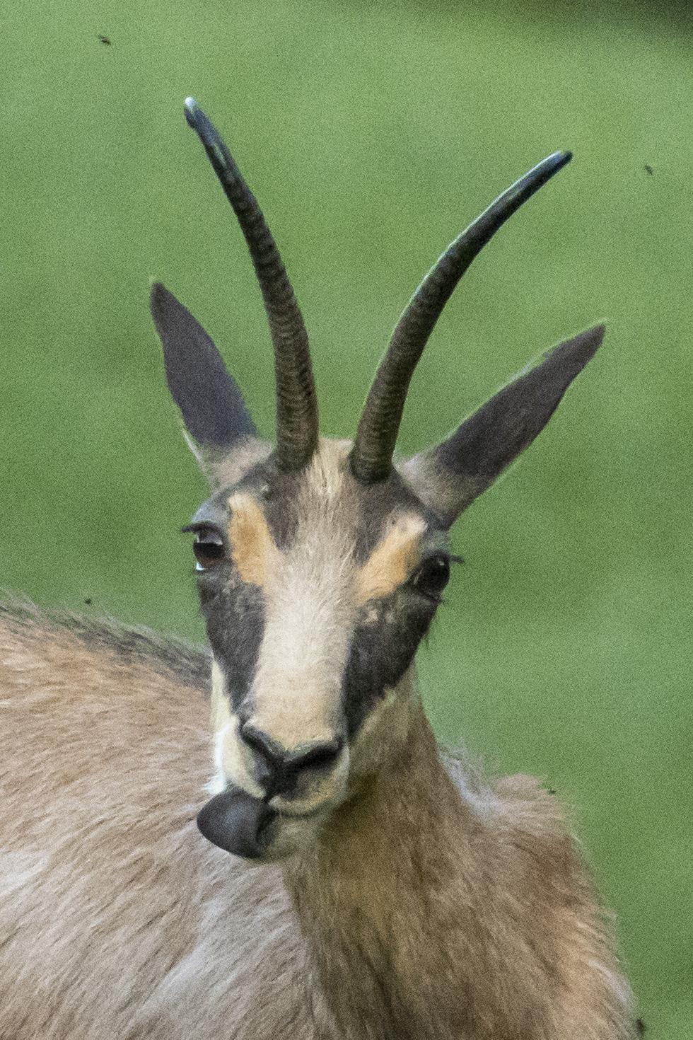 Le chamois