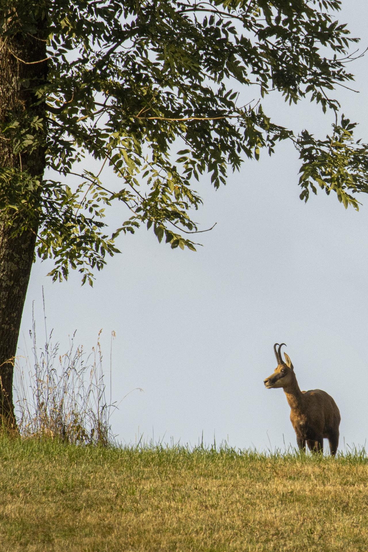 Le chamois