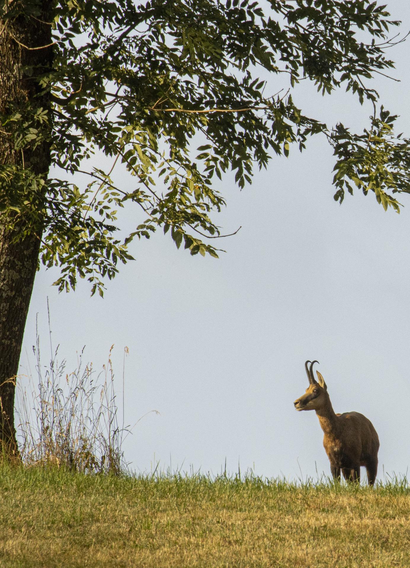 Chamois