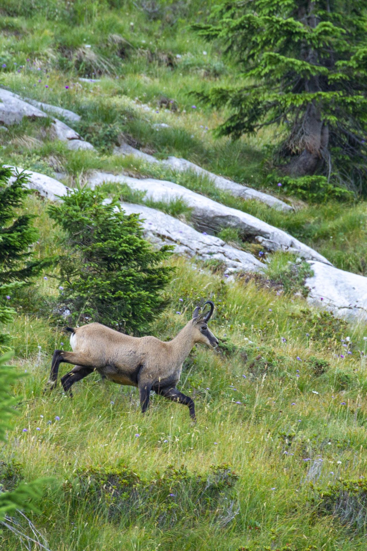 Le chamois