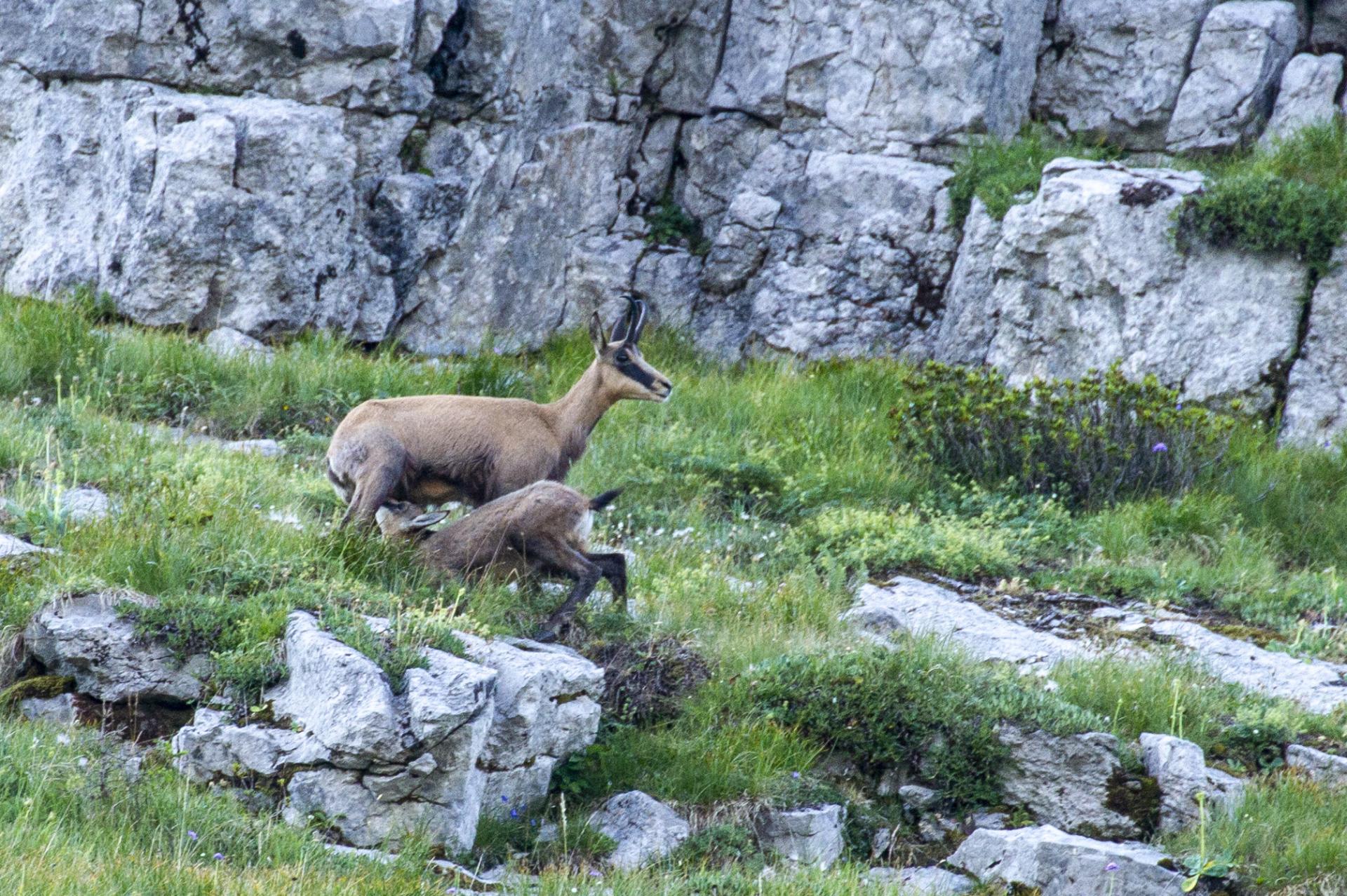 Chamois